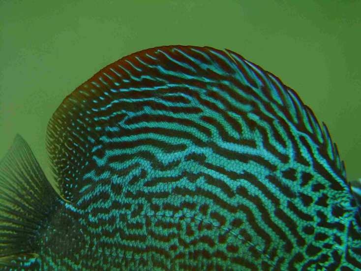 神仙七彩魚壽命是多少_七彩神仙魚_神仙七彩魚怎么養