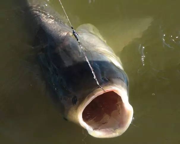 大馬林魚多少錢一斤_大馬林魚多少錢一斤_大馬林魚多少錢一斤