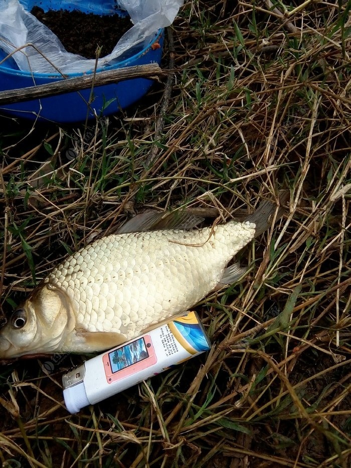 鯽魚野釣調漂方法_野釣鯽魚_鯽魚野釣圖片