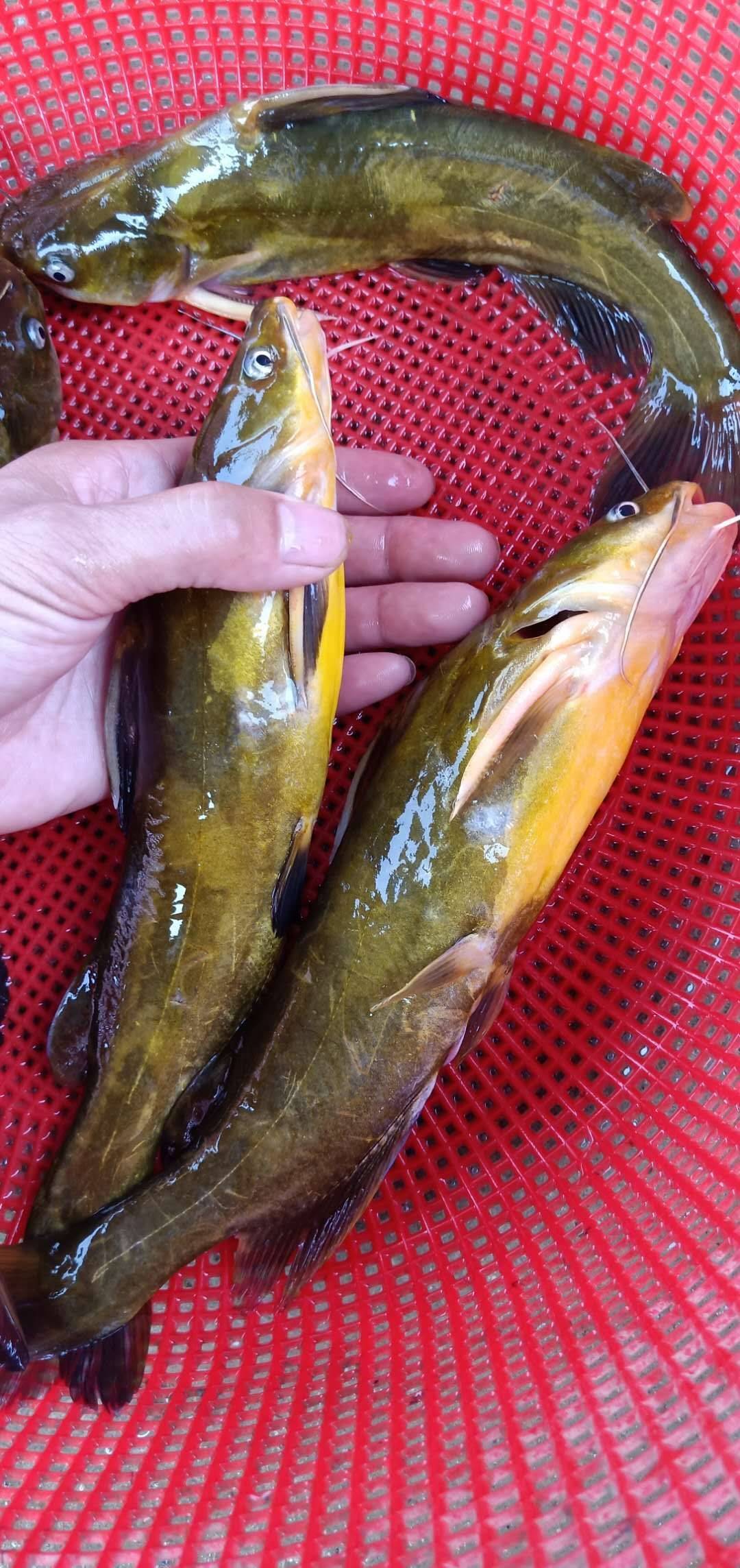 黃顙魚養殖是魚類養殖的新風口嗎?