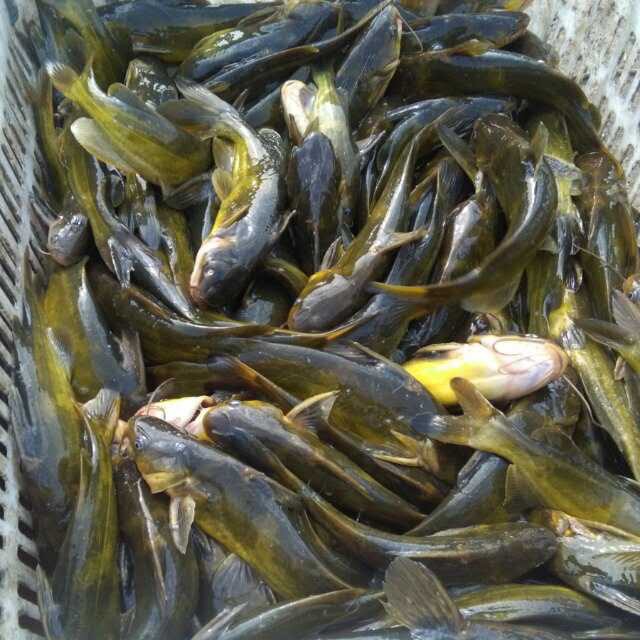 黃骨魚養殖技術及成本_養殖黃骨魚要多少成本_養殖黃骨魚的經濟效益