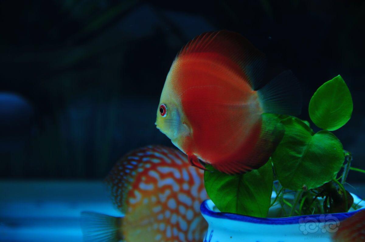 七彩神仙魚要準備魚缸、過濾器、生化棉、加熱棒和日光燈