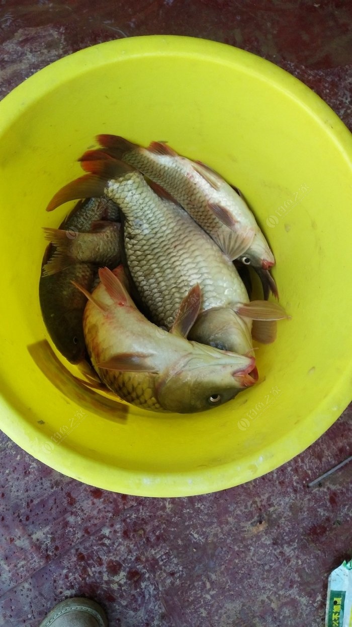 冬釣鯉魚的技巧有哪些？怎么選擇？時節？