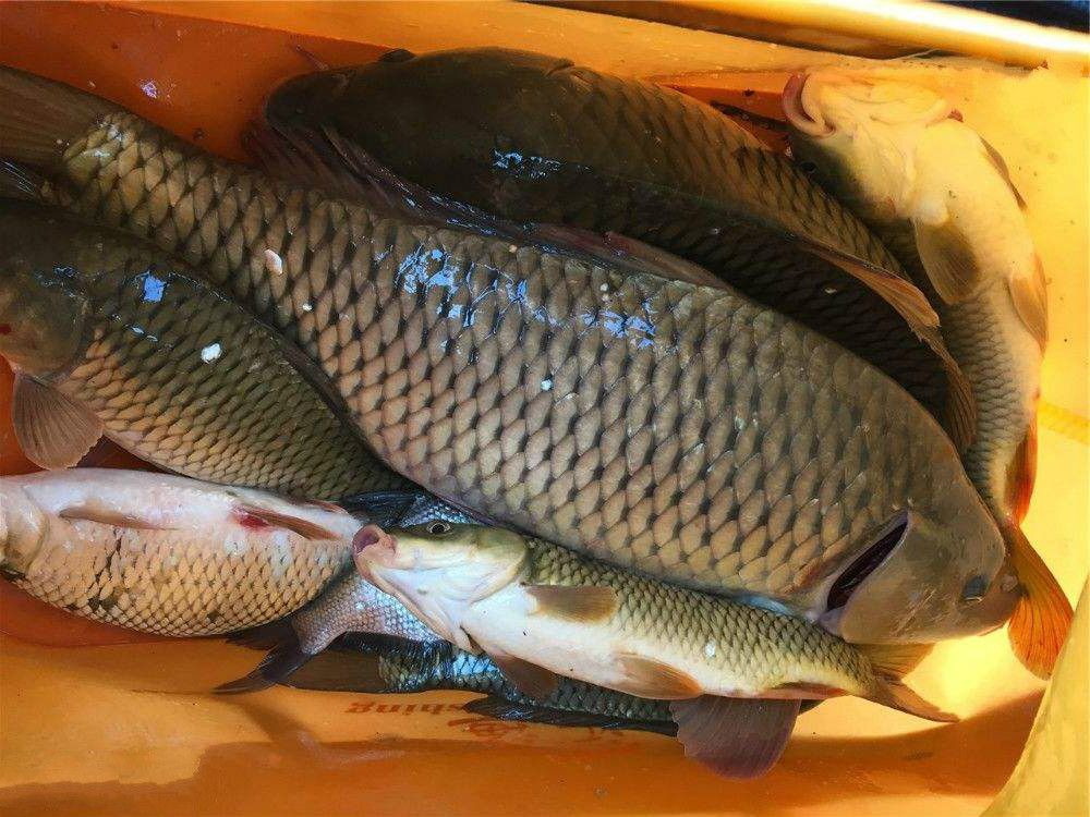 短竿搶魚黑坑重要嗎？釣魚怎么樣才能上岸