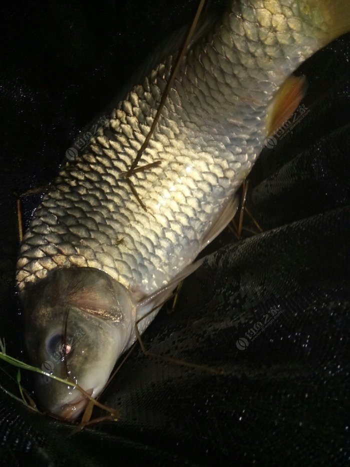 最佳釣鯉魚餌料配方大全_釣鯉魚的配料方法_釣鯉魚的最佳線組及餌料配方