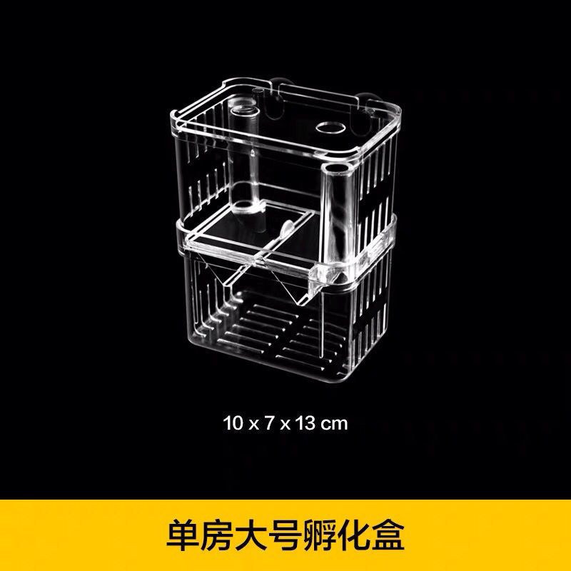 皇冠草上一片黃色的魚卵，七彩多大可以繁殖？