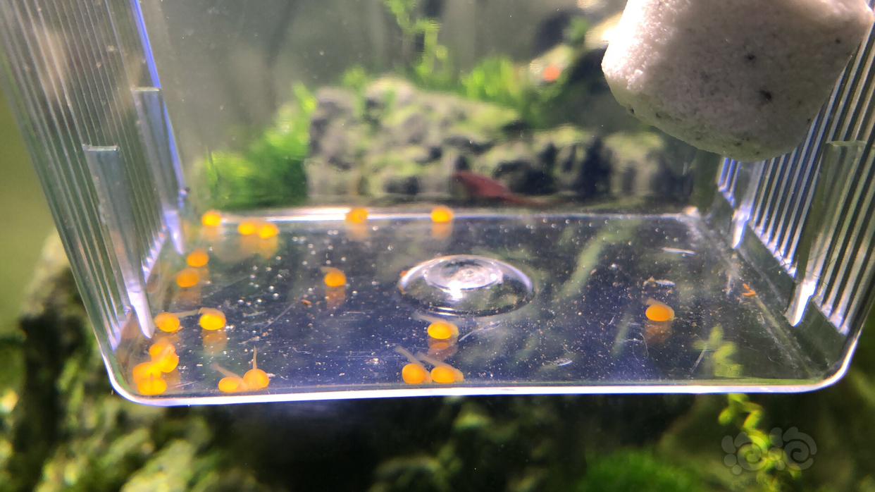 神仙七彩魚搭配什么魚_神仙七彩魚好不好養_七彩神仙魚