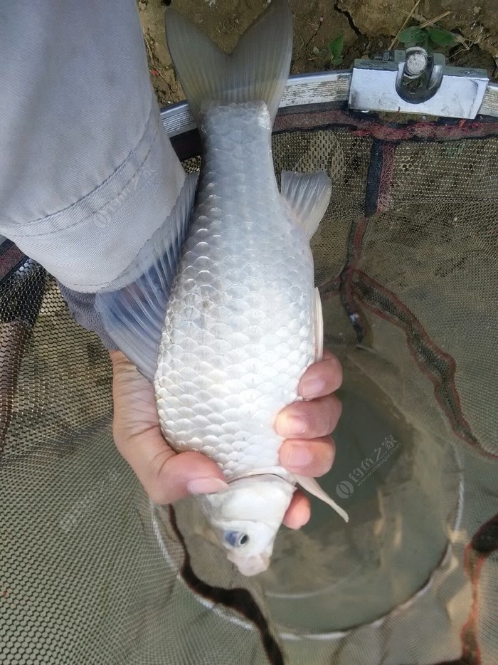 （釣魚學堂）秋季釣鯽魚的餌料配方及講究！