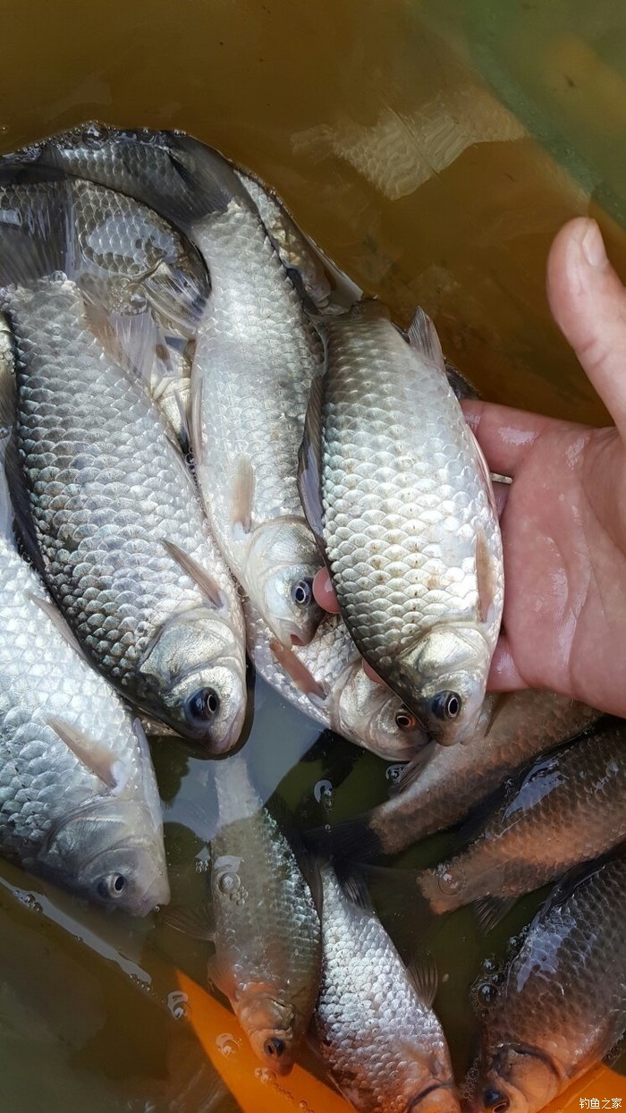 釣鯉魚的最佳線組及餌料配方_最佳釣鯉魚餌料配方大全_釣鯉魚的餌料怎么配