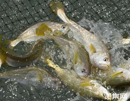 黃骨魚養殖技術與利潤_養殖黃骨魚要多少成本_黃骨魚養殖技術及成本
