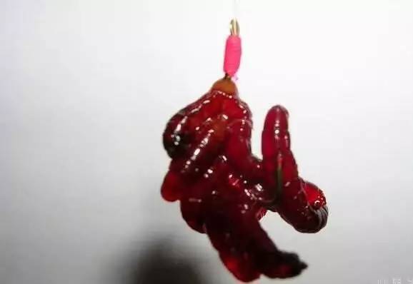 紅蟲怎么掛鉤容易上魚，紅蟲掛鉤法直接掛鉤！
