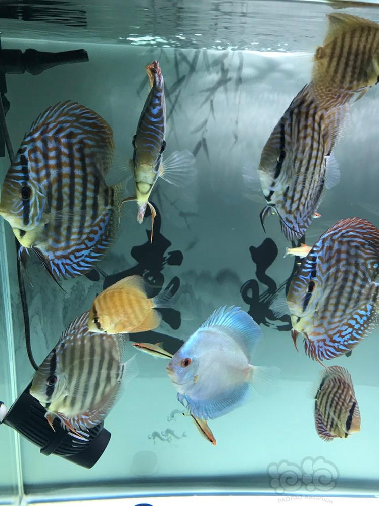 七彩神仙魚_神仙七彩魚搭配什么魚_神仙七彩魚壽命是多少