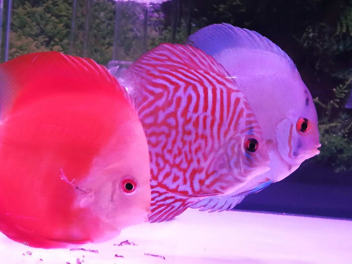神仙七彩魚搭配什么魚_神仙七彩魚壽命是多少_七彩神仙魚
