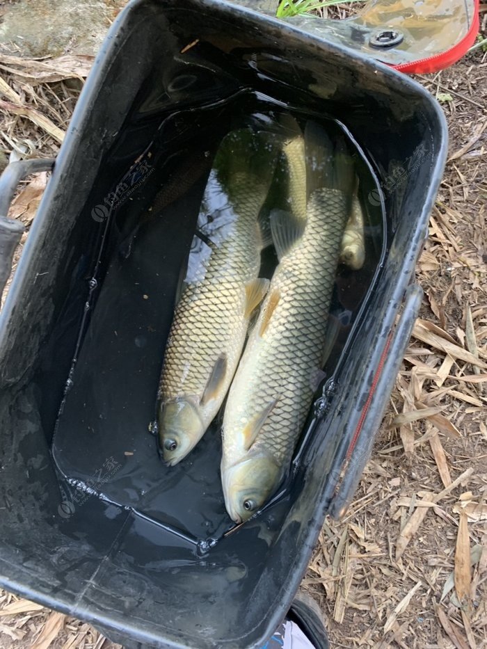 （釣魚技巧）水庫釣草魚的技巧及注意事項！
