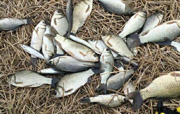 冬釣鯽魚，只要掌握十條，就不難獲得豐收