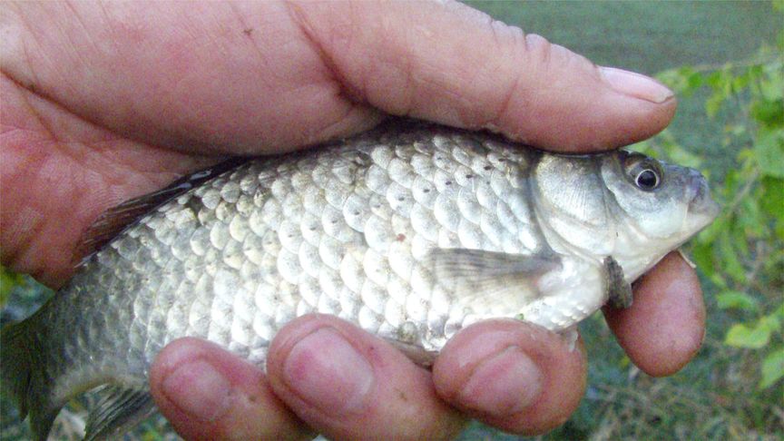 鯽魚野釣方法_野釣鯽魚技巧_鯽魚技巧野釣視頻教程