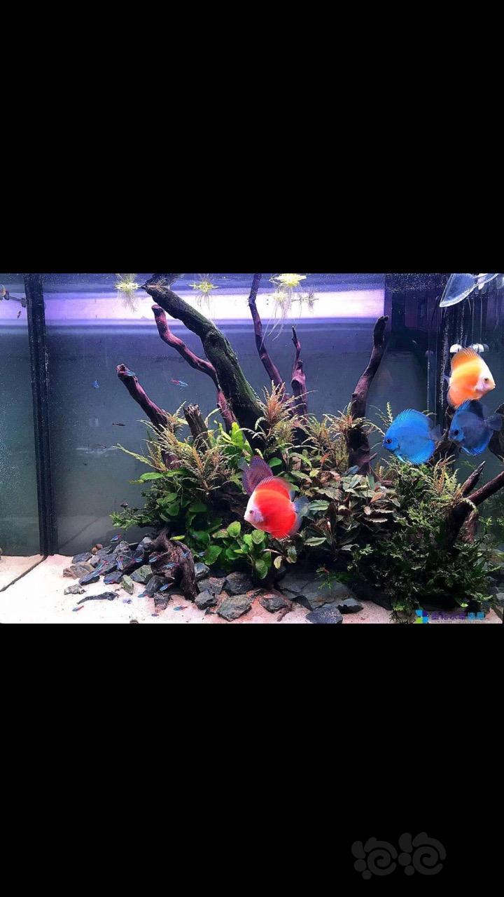 七彩神仙魚_神仙七彩魚搭配什么魚_神仙七彩魚圖片
