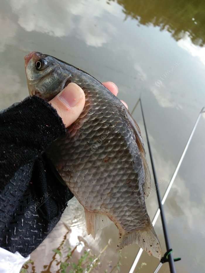 魚蝦看病的祖傳秘方，不宜廣傳，要不然我們的魚就要遭殃了