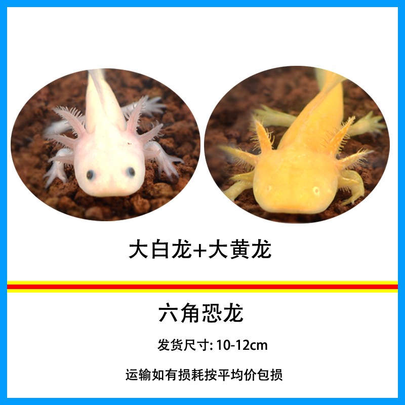 六角恐龍屬于兩棲類動物，不宜喂給它們！