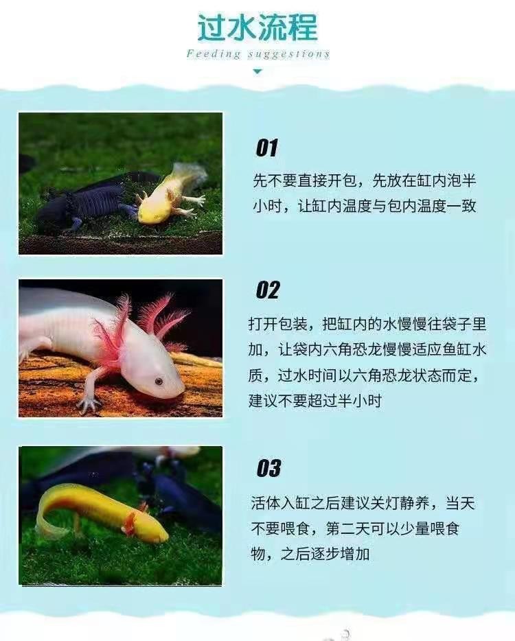 恐龍六角魚吃什么_恐龍六角魚吃什么食物_六角恐龍魚