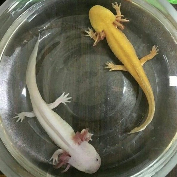 六角恐龍魚_恐龍六角魚吃什么食物_恐龍六角魚吃什么