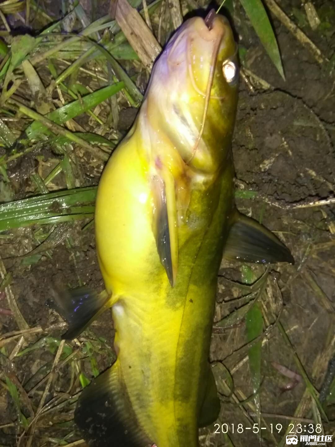 唐山春季野釣鯽魚用什么窩料好用_春季釣鯽魚窩料配方視頻_鯽魚窩料哪款好