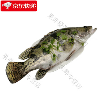 鯽魚拼音怎么念_鯽魚讀音_鯽魚用拼音怎么讀