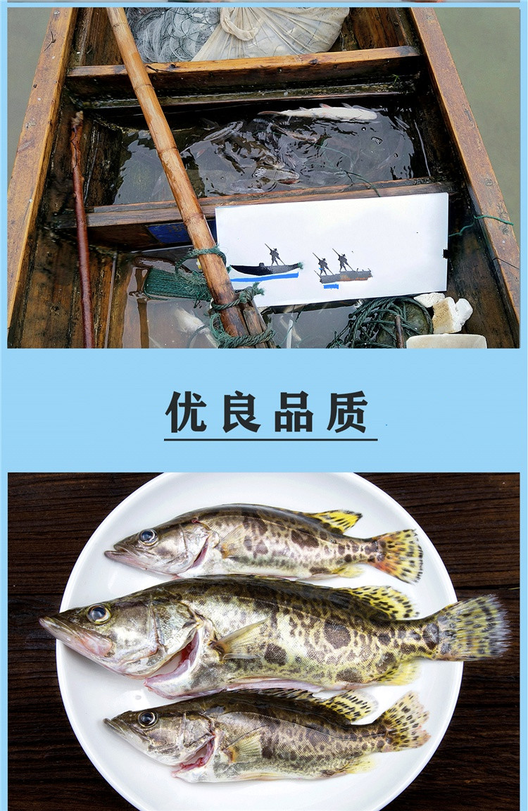 鯽魚拼音怎么念_鯽魚讀音_鯽魚用拼音怎么讀