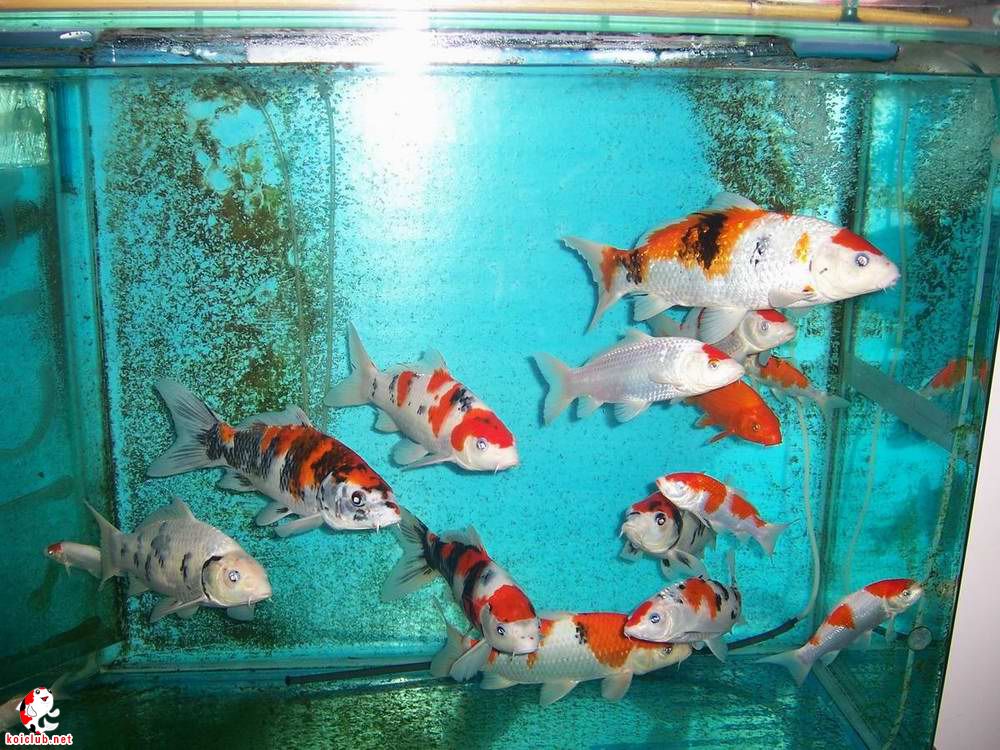 錦鯉魚怎么養_養錦鯉魚的六大誤區_鯉錦魚怎么養