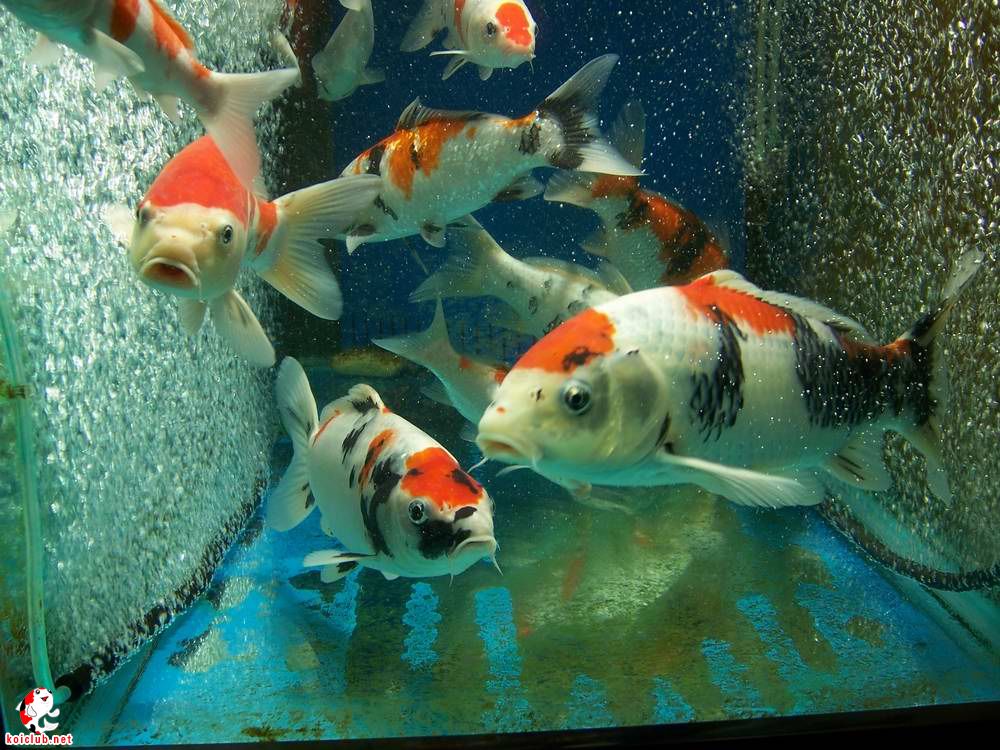 鯉錦魚怎么養_錦鯉魚怎么養_養錦鯉魚的六大誤區