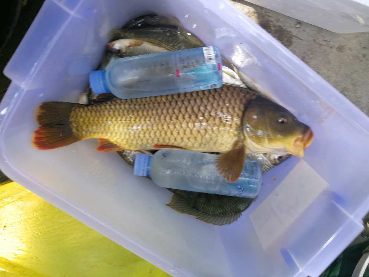 （釣魚技巧）秋季野釣鯉魚有哪些技巧呢？？