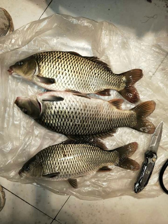 釣魚視頻野釣鯉魚_釣魚視頻鯉魚_釣鯉魚視頻大全野釣完整版