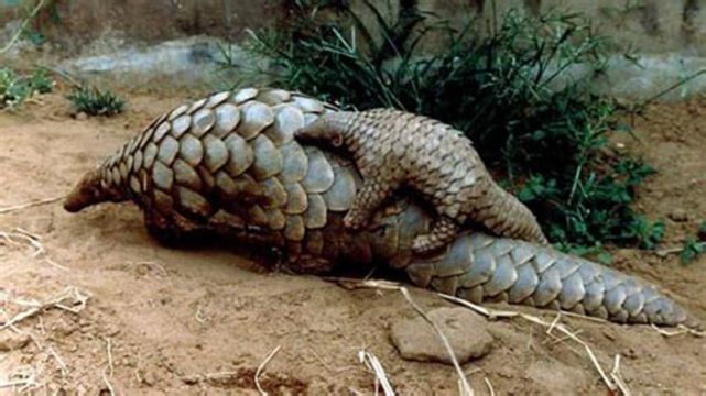 走私穿山甲死體動物學家為穿山甲單設鱗甲目