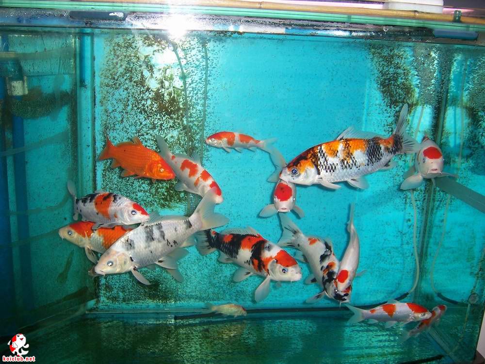 錦鯉是雜食性魚類嗎？如何飼養容器的飼養方法