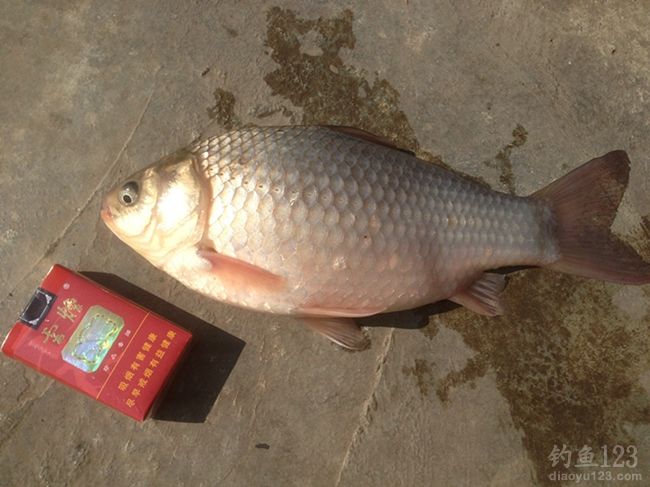 冬季鯽魚用長竿子怎么辦？長竿怎么破？