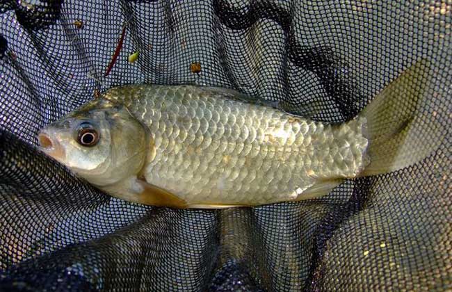 南方冬天釣鯽魚餌料配方_南方冬釣鯽魚技巧_南方冬天釣鯽魚在深水還是淺水