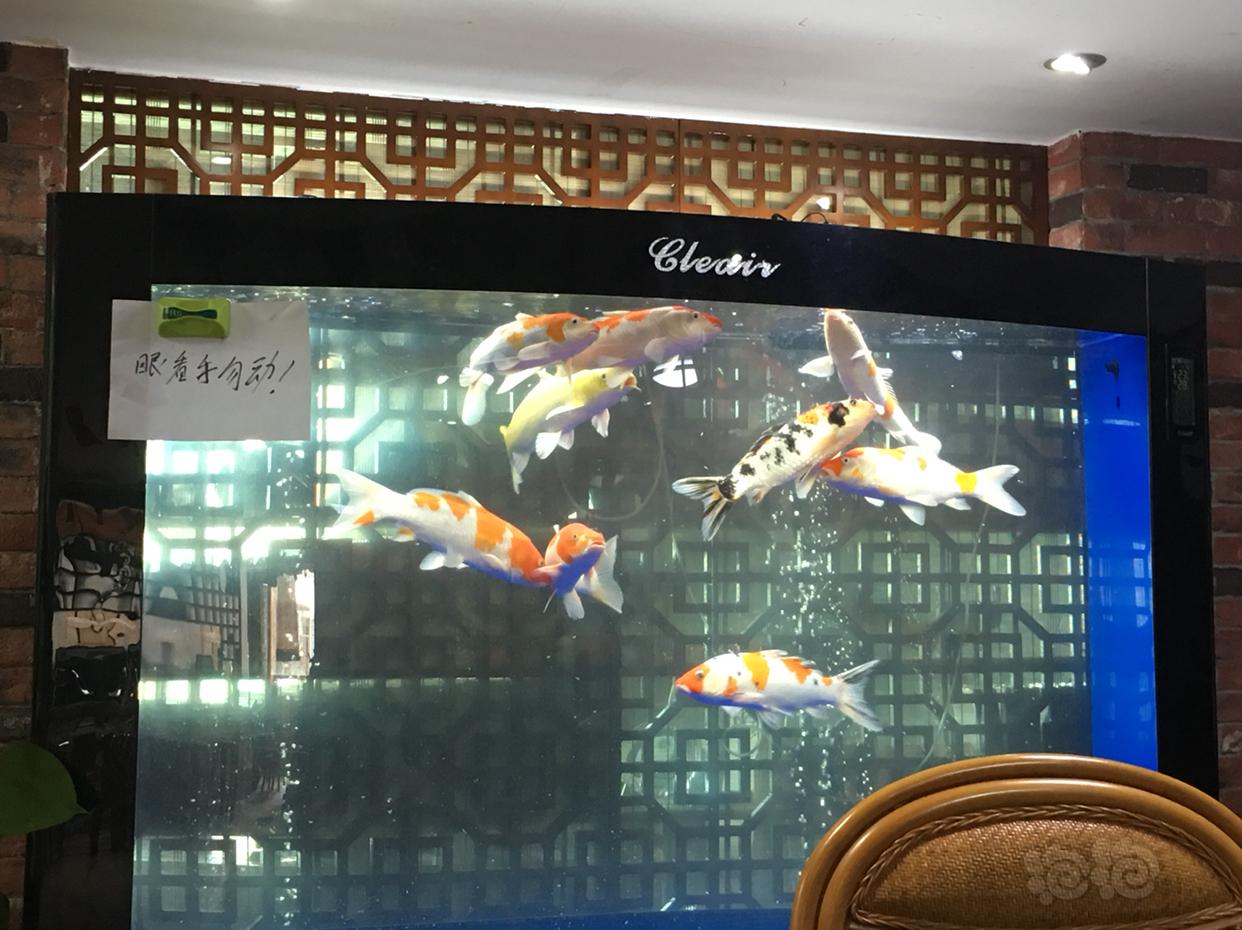養錦鯉魚的六大誤區，你中招了嗎？！