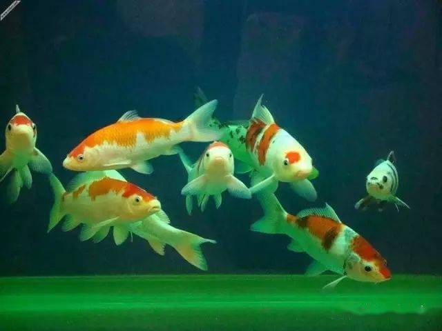 錦鯉魚養法_錦鯉魚怎么養_養錦鯉魚的六大誤區