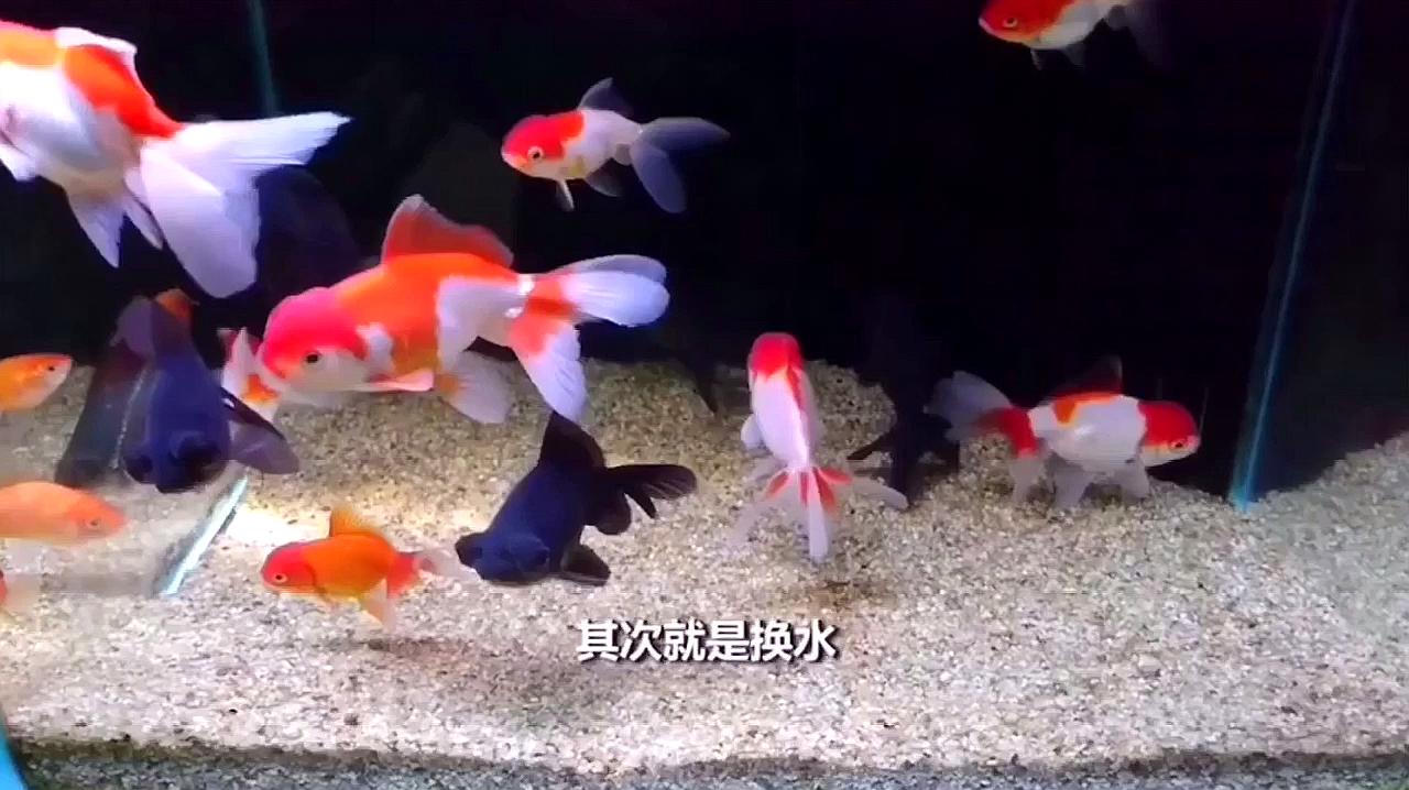 如何養出健康又美麗的觀賞魚養殖方法嗎？