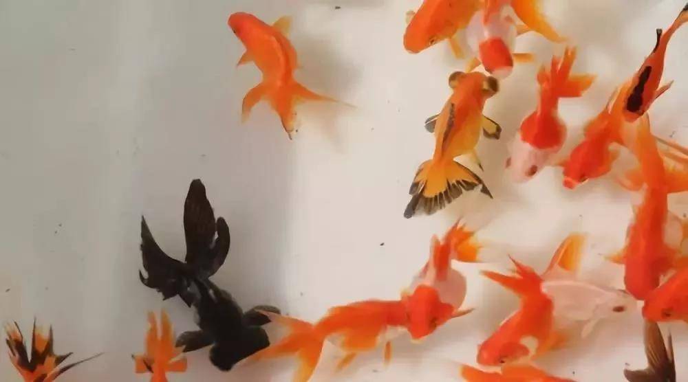 觀賞海洋魚英文翻譯_觀賞海洋魚類_海洋觀賞魚