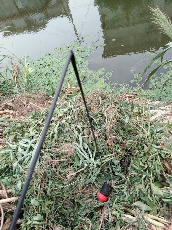 水庫釣魚視頻手竿_手竿水庫釣大魚視頻_水庫手竿釣魚技巧