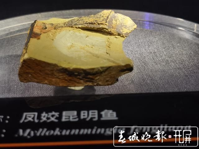 海洋觀賞魚_觀賞海洋魚英文翻譯_觀賞海洋魚類