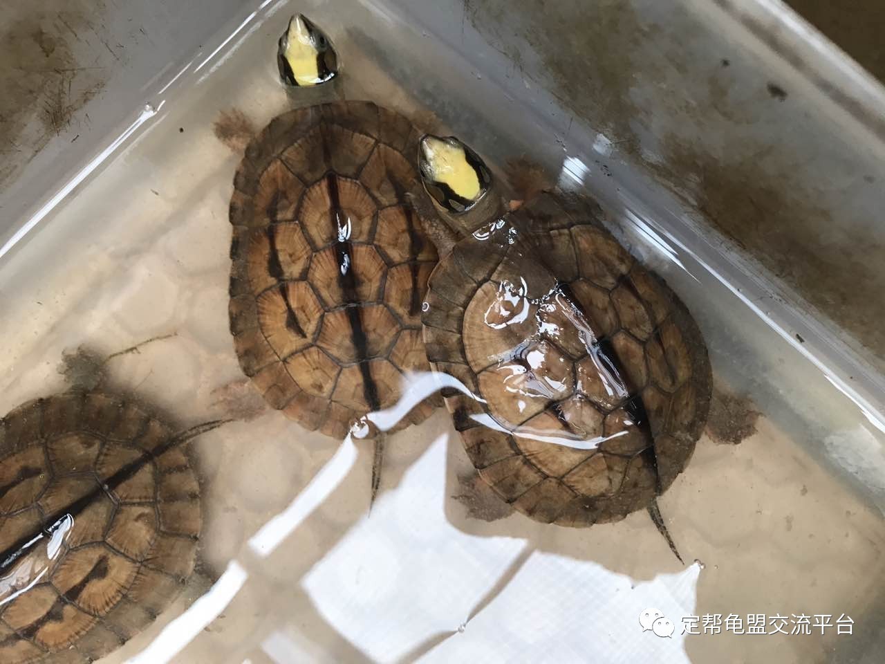 輻射龜是什么龜_輻射龜公母區別_輻射龜違法嗎
