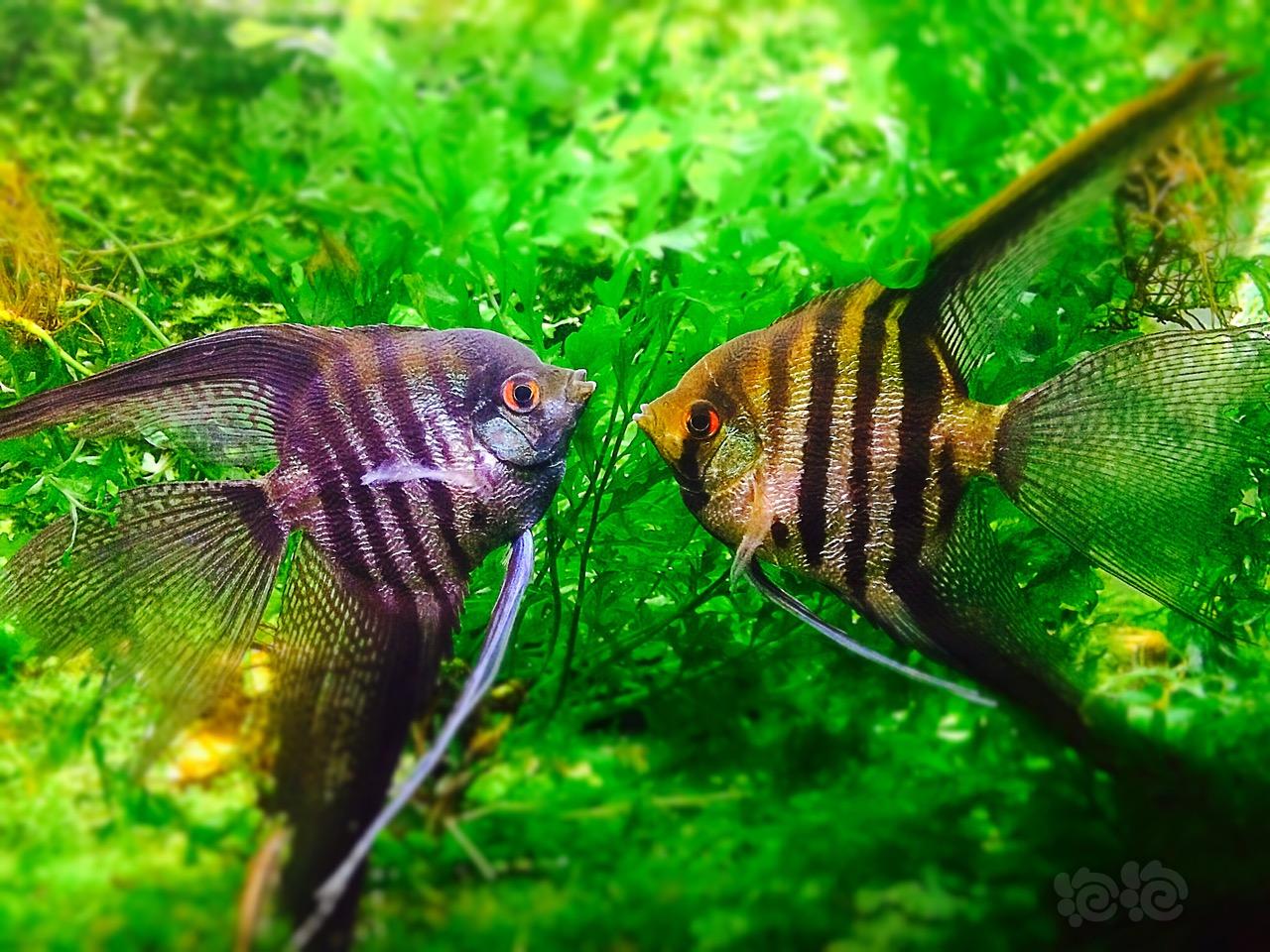 海洋觀賞魚大全_海洋觀賞魚_觀賞海洋魚英文翻譯