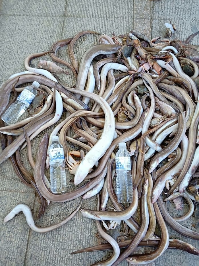 河鰻為毛魚，我是不吃的，你知道嗎？