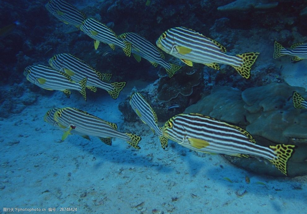觀賞海洋魚英文翻譯_海水觀賞魚魚_海洋觀賞魚