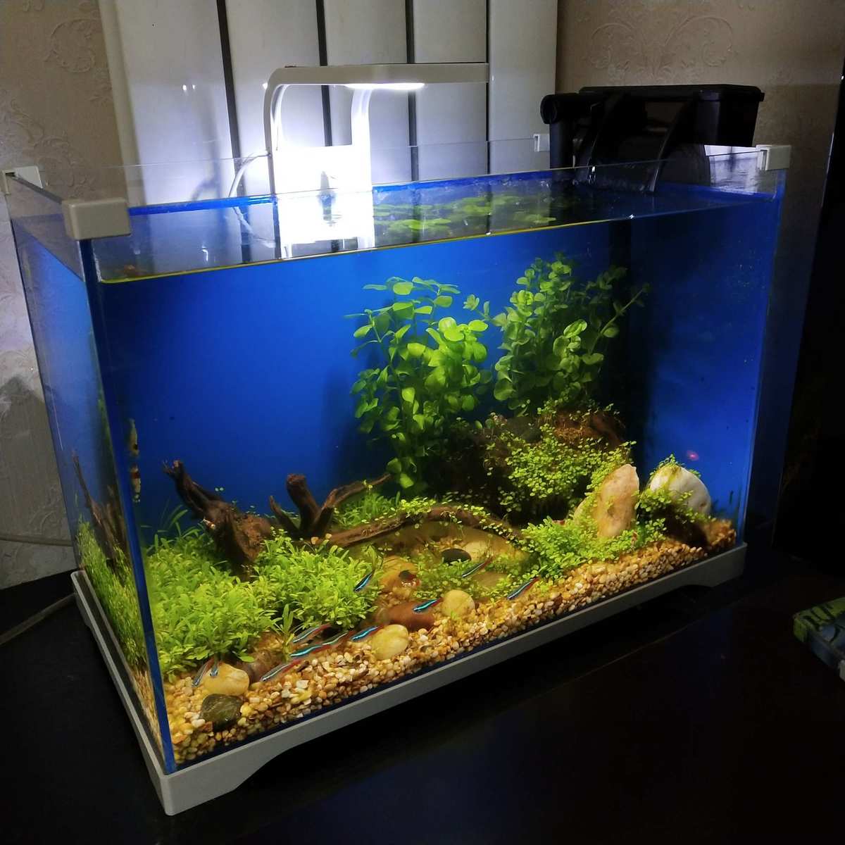 觀賞魚魚缸_觀賞魚缸魚屎多怎么辦_水缸觀賞魚