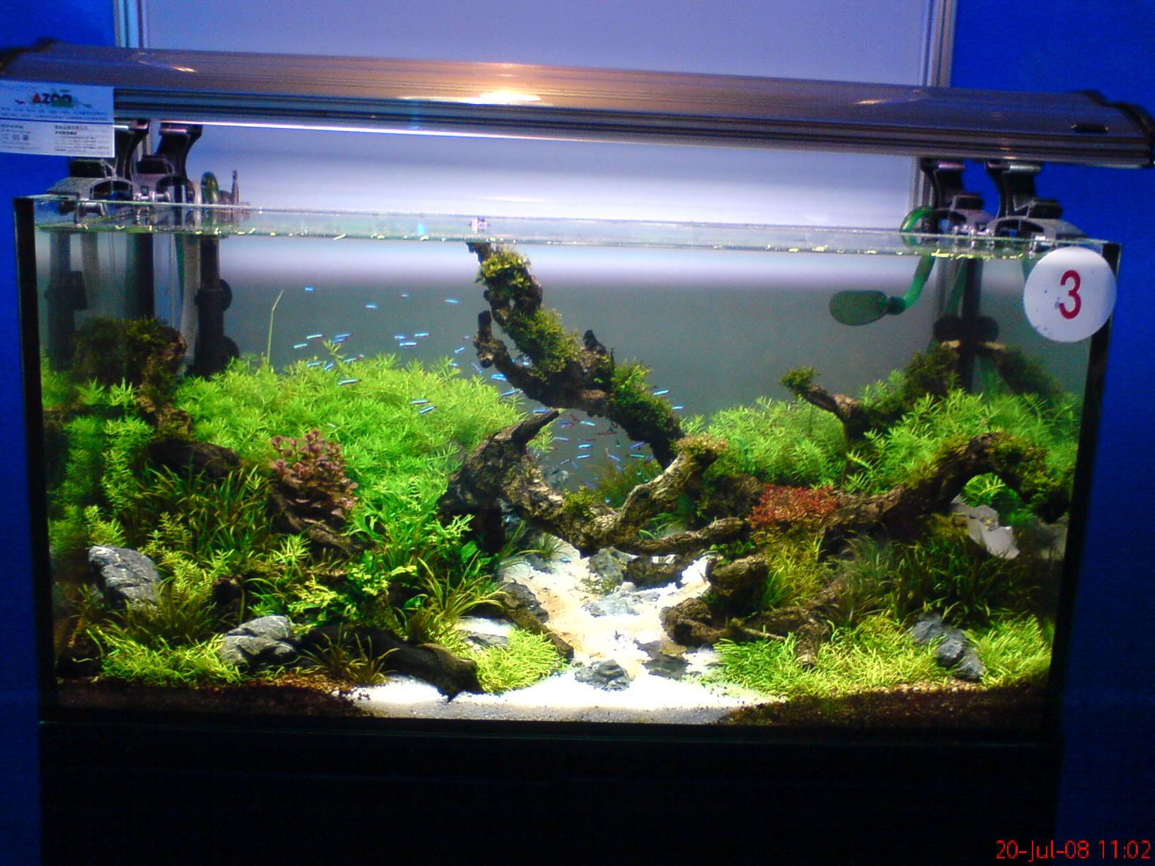 觀賞魚缸魚屎多怎么辦_水缸觀賞魚_觀賞魚魚缸