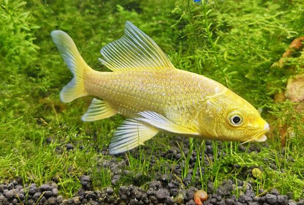 2018年世界十大最昂貴的魚，你吃過幾種？