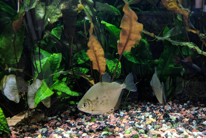海洋觀賞魚_海洋觀賞魚大全_觀賞海洋魚類